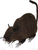 Brown rat