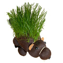 Grow Your Own Hairy Beaver